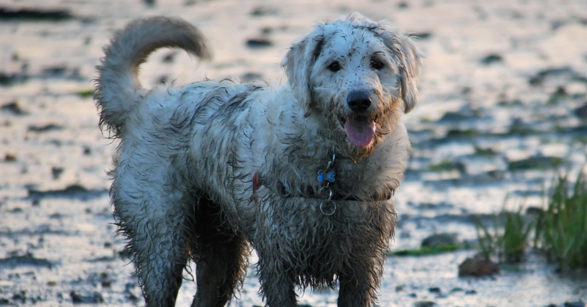 Pavers are the Answer to Muddy Paws